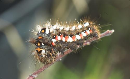Réf. 196 583 : Acronicta rumicis